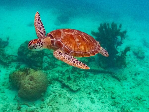 Cenote y Tortugas Privado: Maravillas Subacuáticas
