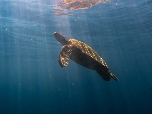 Snorkel con Tortugas en Akumal & Cenote